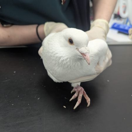 Found Pigeon Birds in Preston