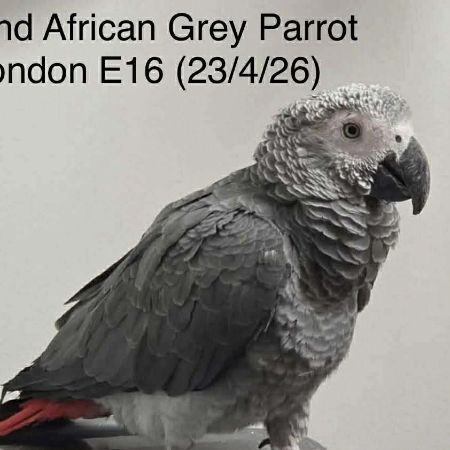 Found Parrot, Parakeet Birds in E16