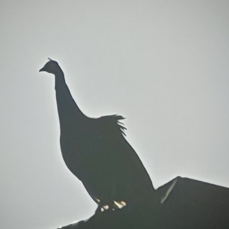 Found Peacock Birds in Chigwell