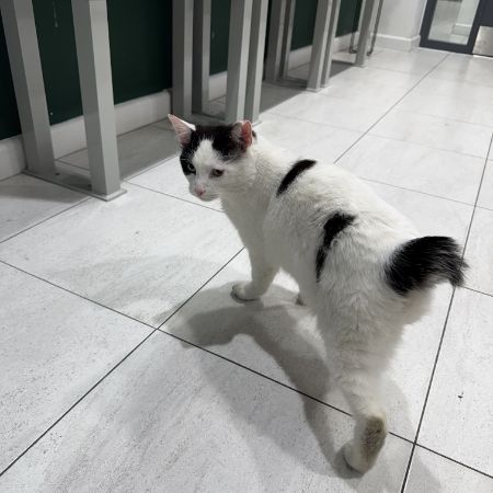 Found Unknown - Other Cats in London