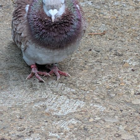 Found Pigeon Birds in Oxford