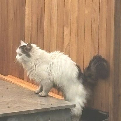 Found Ragdoll Cats in Byfleet 