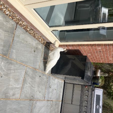 Found Peacock Birds in Stoke Row
