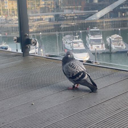 Found Pigeon Birds in Southampton 