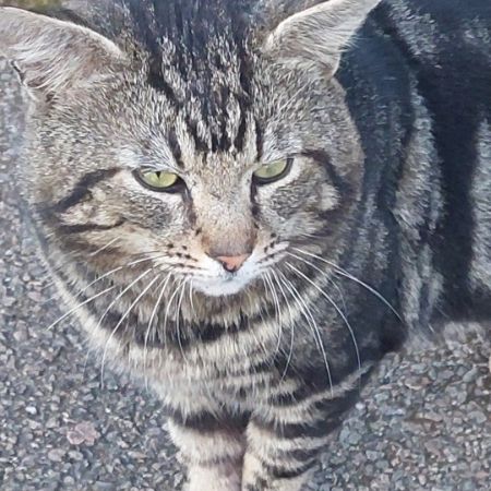 Found Tabby Cats in ONGAR