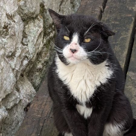 Found Unknown - Other Cats in Torquay