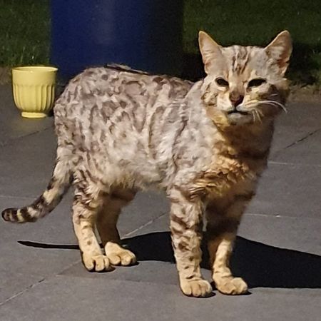 Found Bengal Cats in Eaton Bray