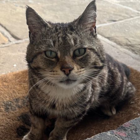 Found Domestic Short Hair Cats in Halifax