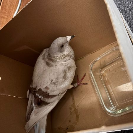 Found Pigeon Birds in Borehamwood
