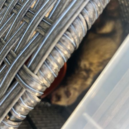 Found Unknown - Other Ferrets in Polegate