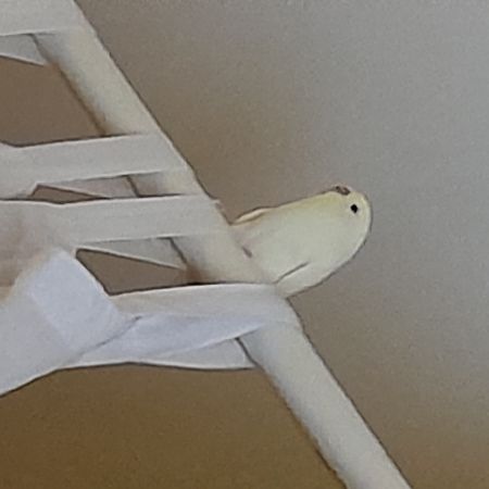 Found Budgie Birds in Wandsworth