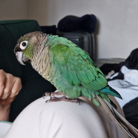 Found Parrot, Parakeet Birds in London