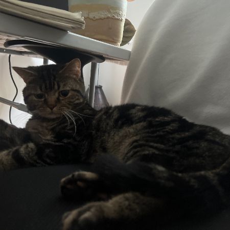 Found Mixed Breed Cats in Deptford London