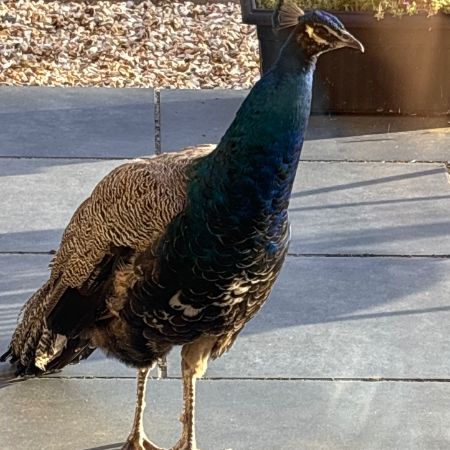 Found Peacock Birds in Found In Sutton-cum-Granby