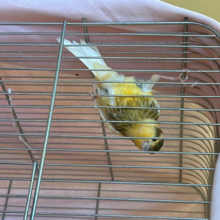 Found Canary Birds in Sandbach 