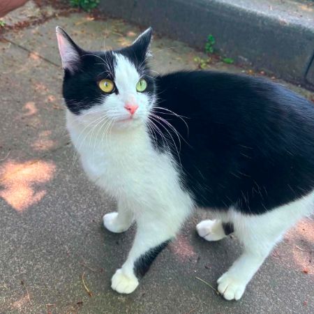 Found Domestic Short Hair Cats in Felling, Gateshead