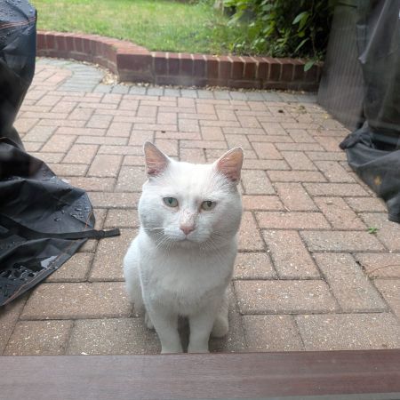 Found Domestic Short Hair Cats in Croydon
