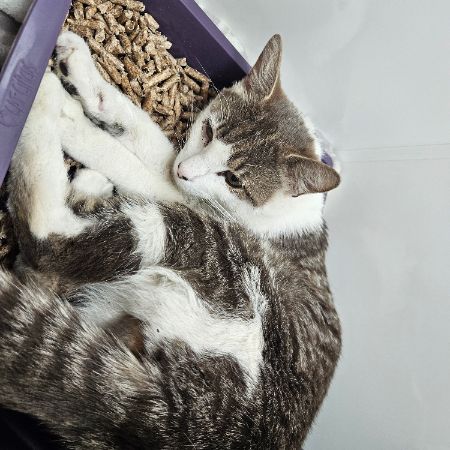 Found Domestic Short Hair Cats in Newport