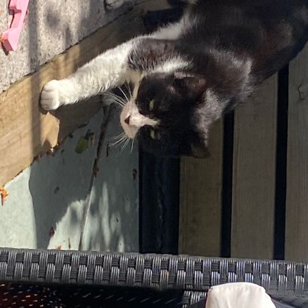 Found Unknown - Other Cats in Stoke On Trent 