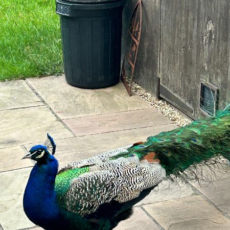 Found Peacock Birds in Soham