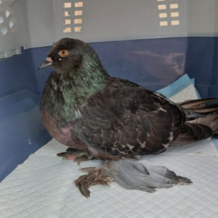 Found Pigeon Birds in Nottingham