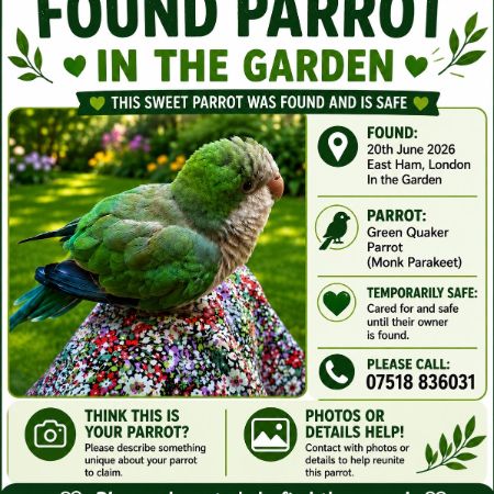 Found Parrot, Parakeet Birds in London