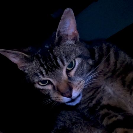 Found Tabby Cats in Trafford 