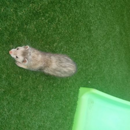 Found Unknown - Other Ferrets in Hillhouse Hamilton