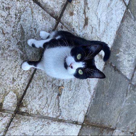 Found Domestic Short Hair Cats in Shepherds Bush