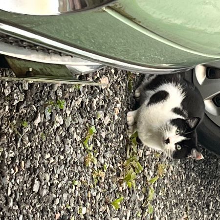 Found Moggy Cats in Longridge 