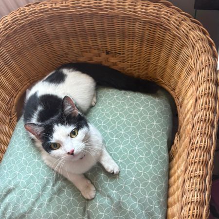 Found Moggy Cats in London
