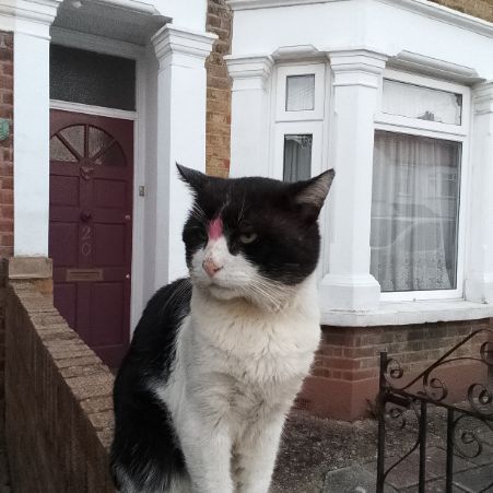 Found British Short Hair Cats in Romford
