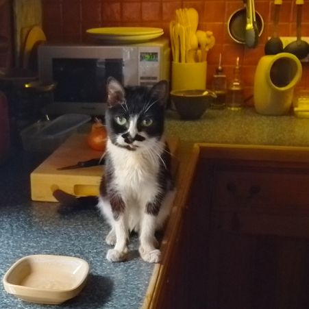 Found Domestic Short Hair Cats in North Creake 