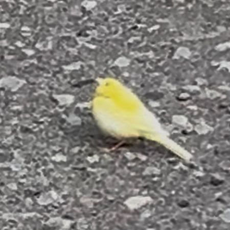 Found Canary Birds in Poynton