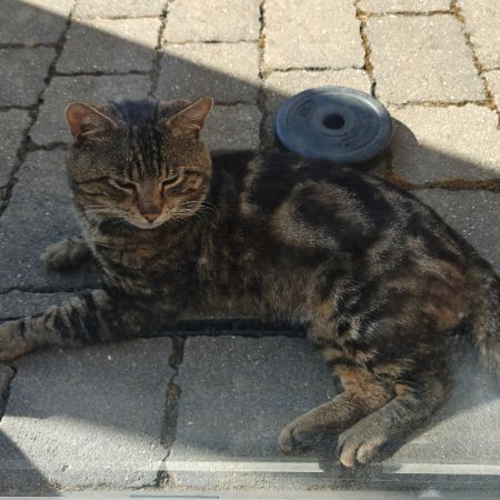 Found Domestic Short Hair Cats in London