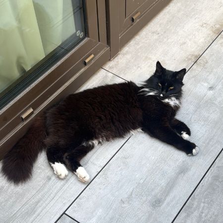 Found Unknown - Other Cats in Fulham