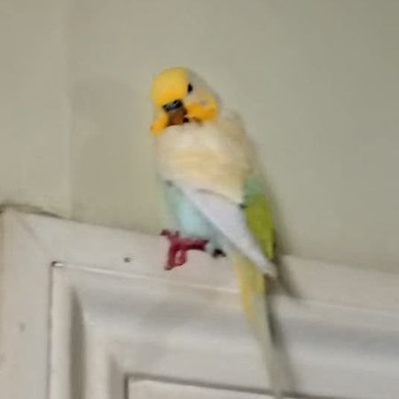 Found Budgie Birds in Camberwell, London 
