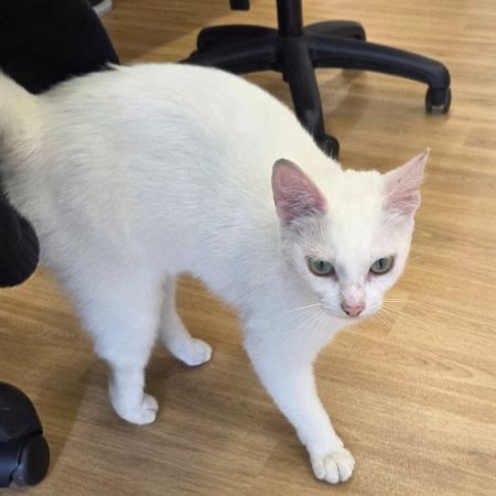 Found Domestic Short Hair Cats in Blyth
