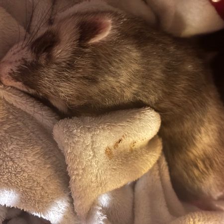 Found Unknown - Other Ferrets in Kingston Upon Thames