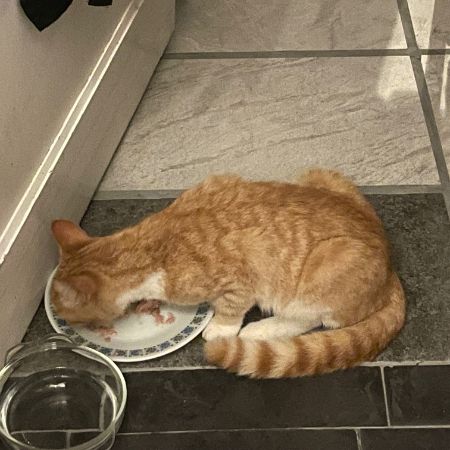 Found British Short Hair Cats in Shortlanesend