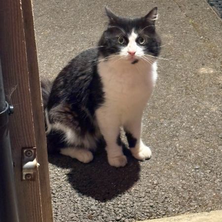 Found Unknown - Other Cats in Lindfield, Haywards Heath