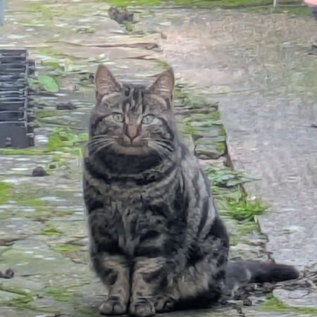 Found Domestic Short Hair Cats in Eton