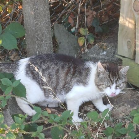 Found Tortoiseshell Cats in Aberbargoed 