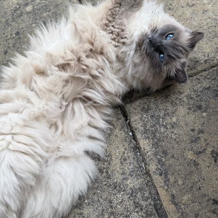 Found Ragdoll Cats in Clifton