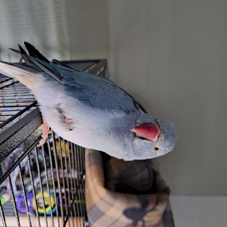 Found Parrot, Parakeet Birds in Irvine
