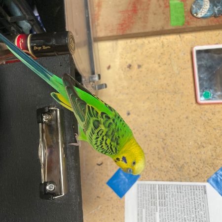 Found Budgie Birds in Peckham, SE London