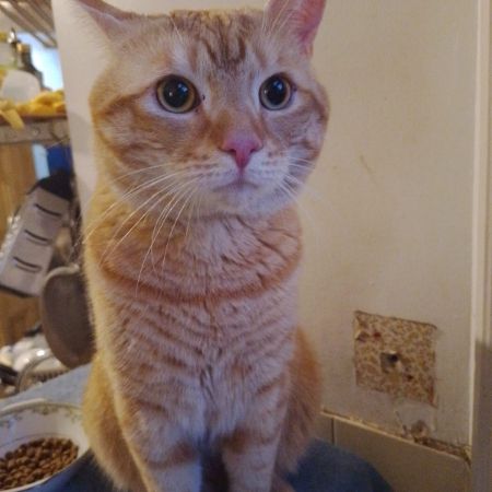 Found Moggy Cats in London