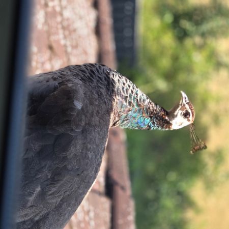 Found Peacock Birds in Sheffield