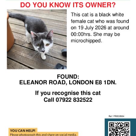 Found Domestic Short Hair Cats in Hackney