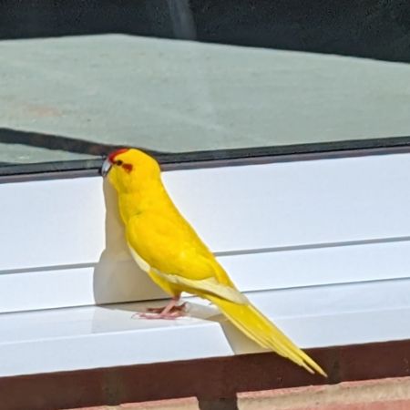 Found Parrot, Parakeet Birds in Romney Marsh
